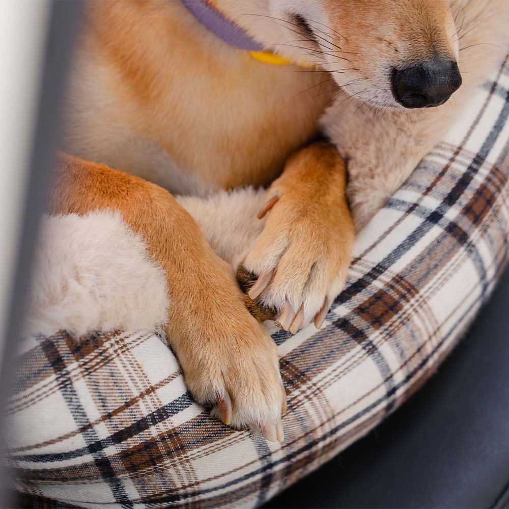 Plush Car Seat for Pets – RideSafe CozySeat-Khaki-Single-The Livary