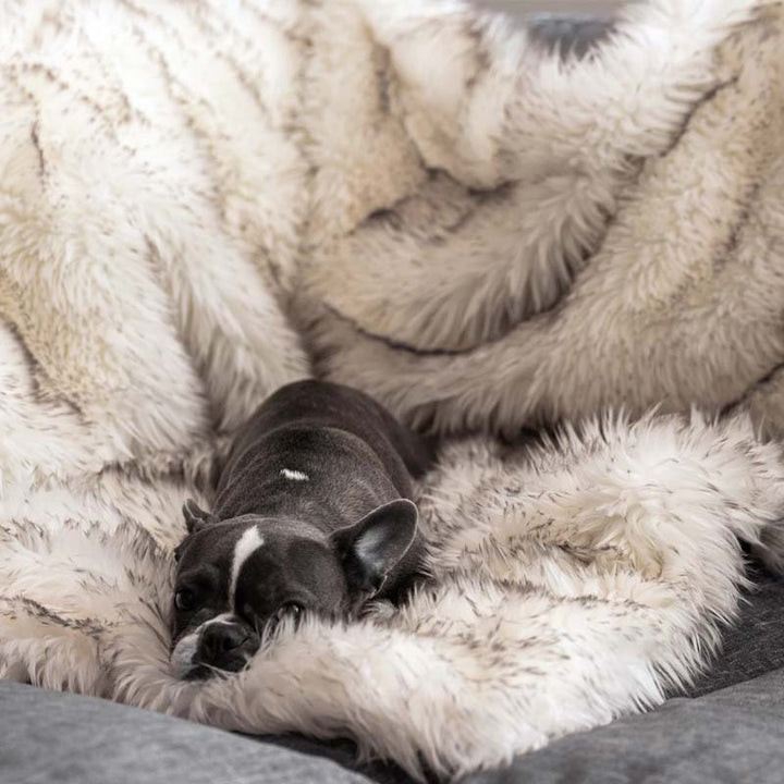 Luxury Waterproof Pet Blanket - CozyPaw™-White/brown-29.53″ × 39.37″-The Livary
