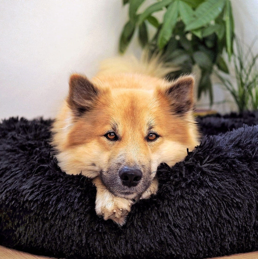 Dog Bed Fluffy Plus - The Original-Black-XXS - 19.7in-The Livary