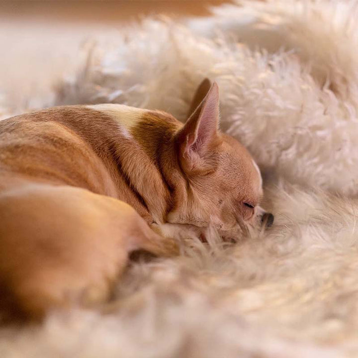 Luxury Waterproof Pet Blanket - CozyPaw™-White/brown-29.53″ × 39.37″-The Livary