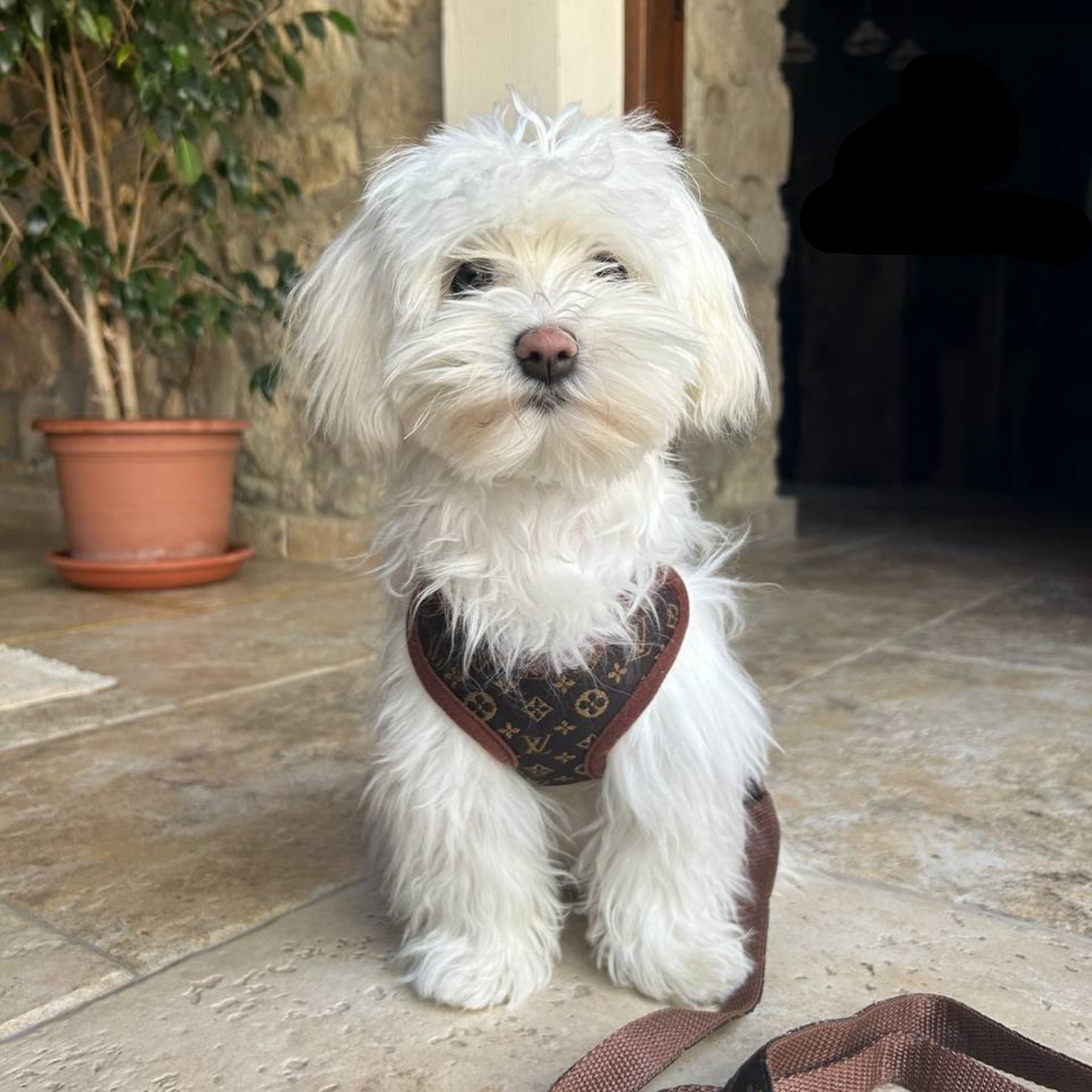 Dog Harness and Leash Set – PawLuxe-XS (1-1.5 kg)-The Livary