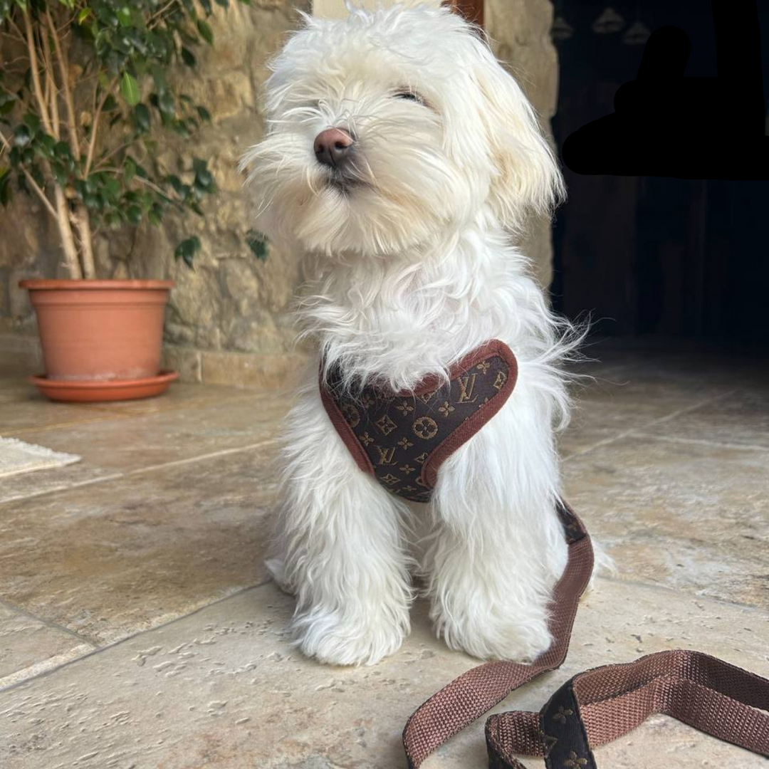 Dog Harness and Leash Set – PawLuxe-XS (1-1.5 kg)-The Livary