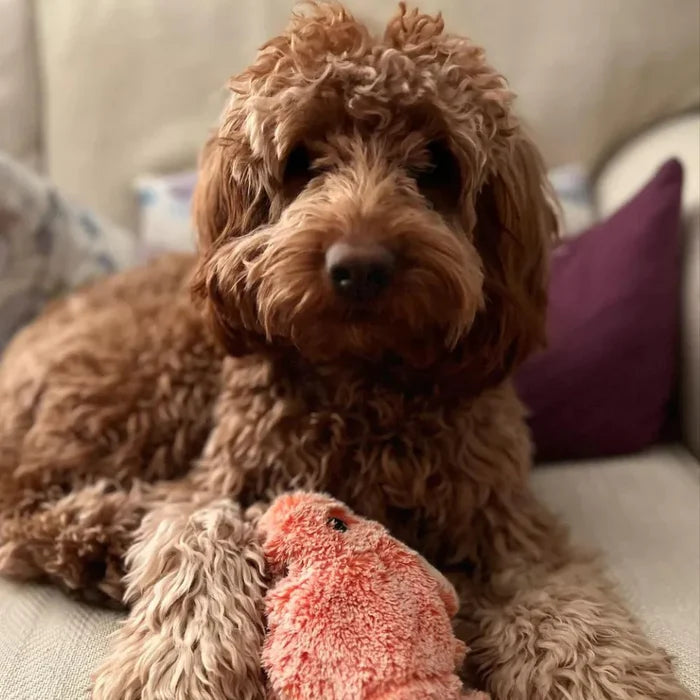 Moving Dog Toy with Motion Sensor - PlayPal-Lobster-The Livary
