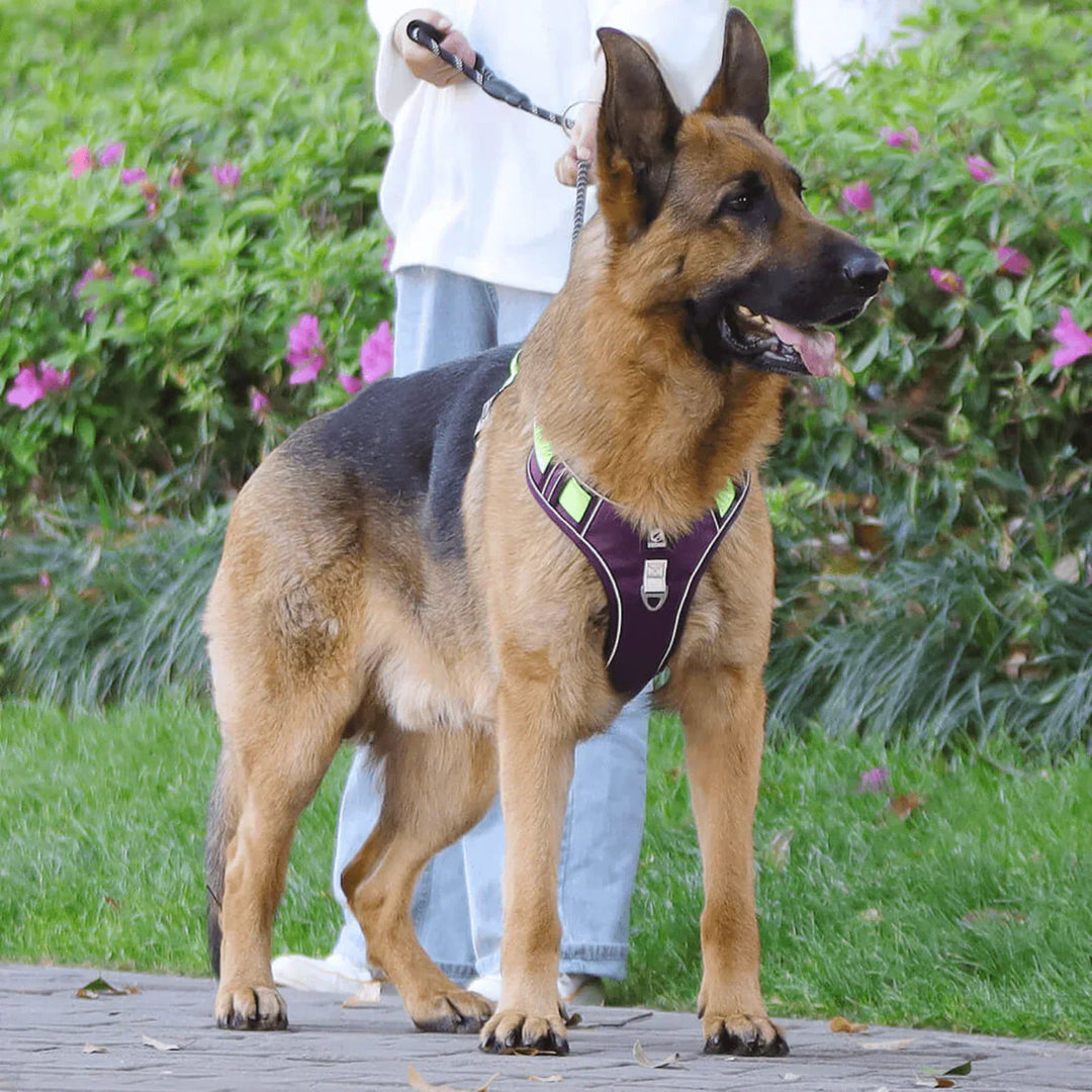 Anti-Trek Dog Harness with Comfort Padding – PullFree-Blue-S (3-7 Kg)-The Livary