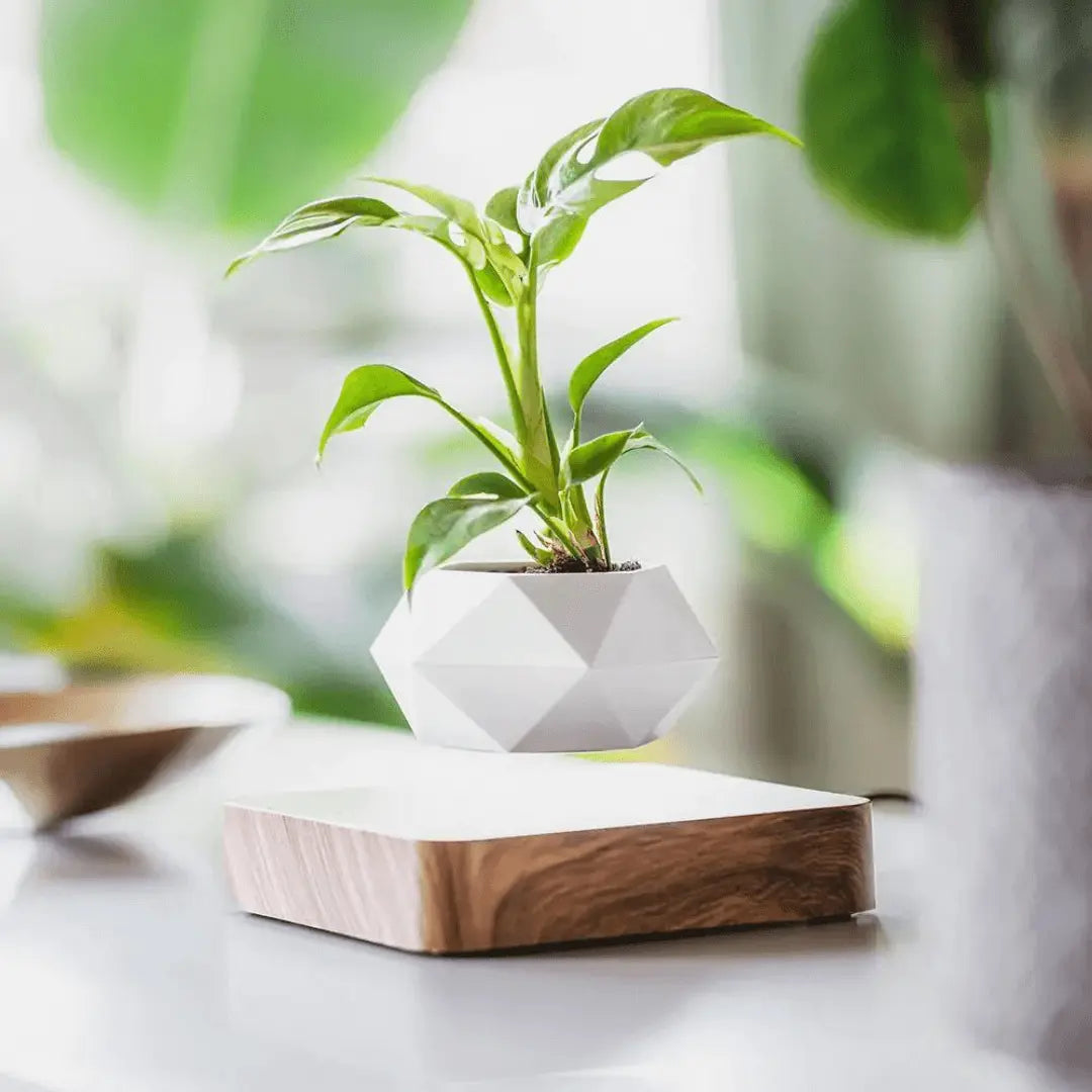 Floating Plant Holder with Magnetic Levitation - Liva-Walnut Base-The Livary