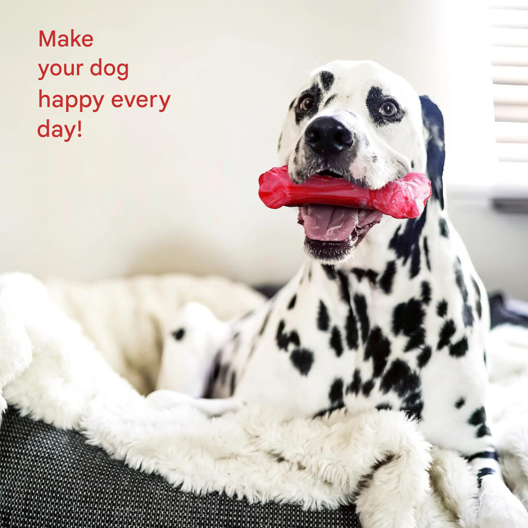 The Playful Dog Dentist - BuddyChew-S-The Livary