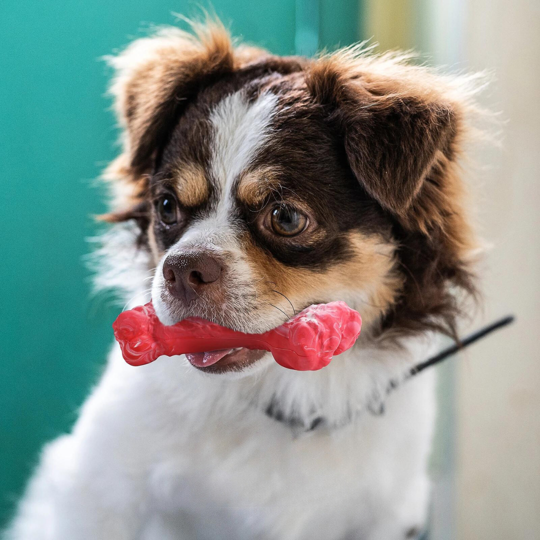 The Playful Dog Dentist - BuddyChew-S-The Livary