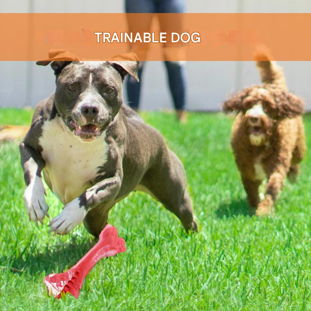 The Playful Dog Dentist - BuddyChew-S-The Livary