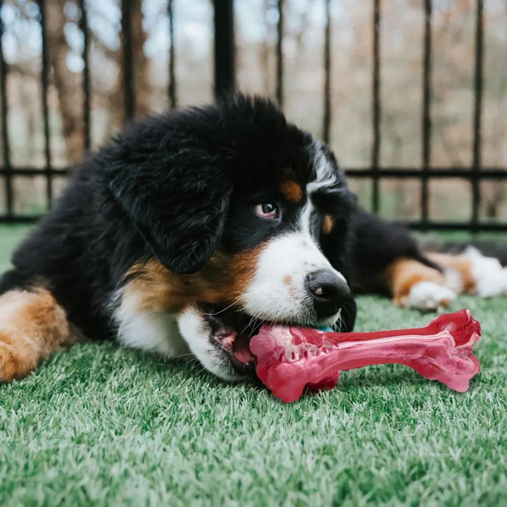 The Playful Dog Dentist - BuddyChew-S-The Livary