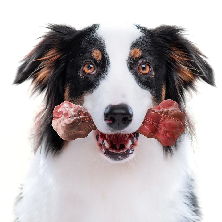 The Playful Dog Dentist - BuddyChew-S-The Livary