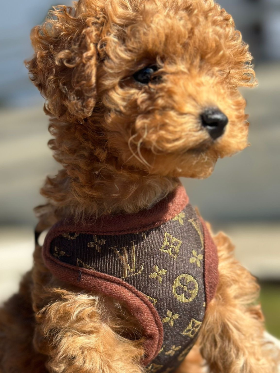 Dog Harness and Leash Set – PawLuxe-XS (1-1.5 kg)-The Livary
