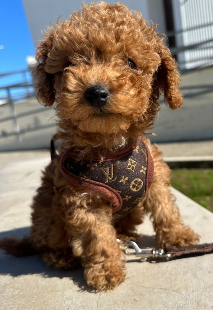 Dog Harness and Leash Set – PawLuxe-XS (1-1.5 kg)-The Livary