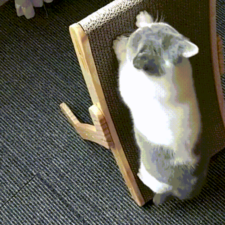 The 3-in-1 Cat Scratching Post and Lounger - ClawLounge™-The Livary